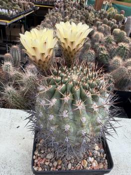 Acanthocalycium thionanthum